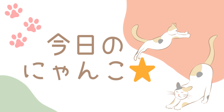 今日のにゃんこ⭐︎